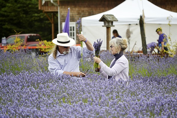 Toy and Tim Bullion of Sequim cut lavender at Olympic Lavender Farm during the Sequim Lavender Farm Tour & Fair in July. The farm and event are part of the all-encompassing Sequim Lavender Weekend that includes the Sequim Lavender Festival