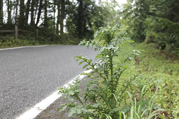 Tansy ragwort is an example of a noxious weed that can be lethal to horses and cattle that Clallam County Noxious Weed Control officials would like to better control in collaboration with the county Road Department through their roadside vegetation and noxious weed management draft plan.