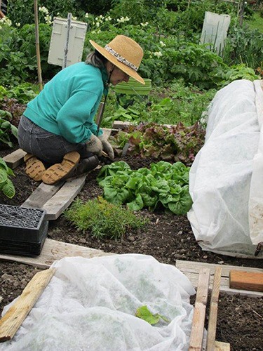 Floating row covers can provide light frost protection for your fall and winter crops. Be sure to weight down the edges when laying the cover directly on plants or stretch the material tautly over a frame and secure it to the ground to prevent wind from catching it and blowing it off the plants.