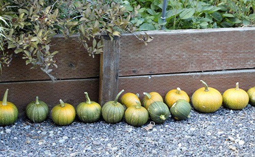 Master Gardeners warn fellow gardeners from eating squash found in a compost pile.