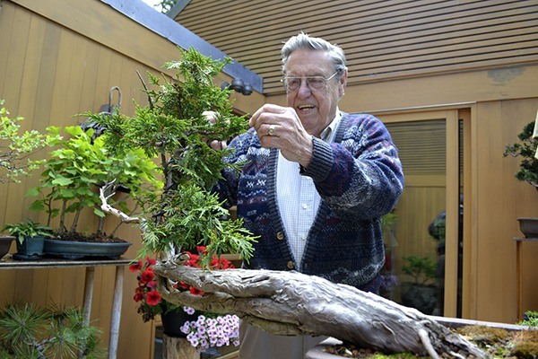 Charlie Anderson of Poulsbo said he found this nearly 300-year old Alaskan yellow cedar bonsai in Vancouver Island while collecting with a permit. He said it lived in a swampy area and was partly underwater for half the year