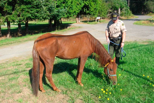 Deputies rescue underweight horse