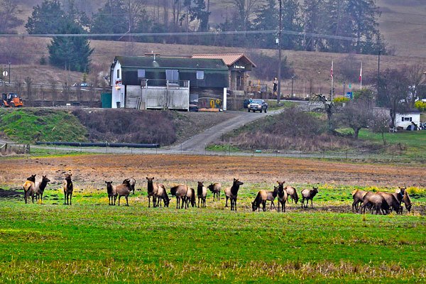 Elk culling under way