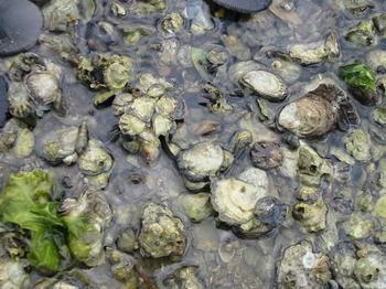 Port OKs oyster study, seeding in Sequim Bay