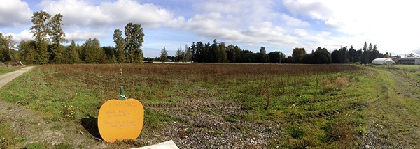 Organizers of the Sequim Pumpkin Patch said they didn’t plant the corn maze this year due to costs but the rest of the farm remains open.
