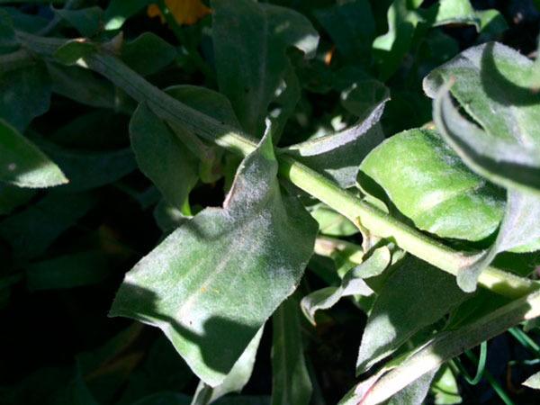 Powdery mildew on calendula leaf.