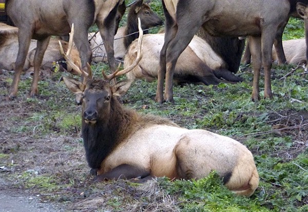 Contributor Maureen Murphy spots Sequim’s Roosevelt elk herd Dec. 7 near Cedar Ridge.