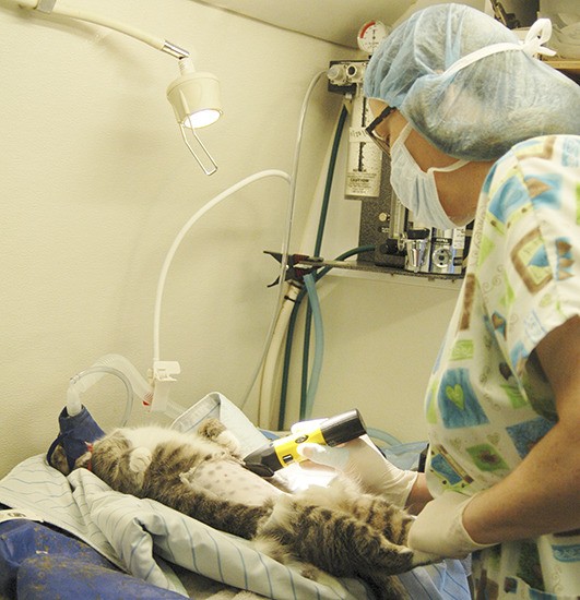 Veterinary Karen Mueller preps a cat for surgery from within the Spay To Save mobile clinic