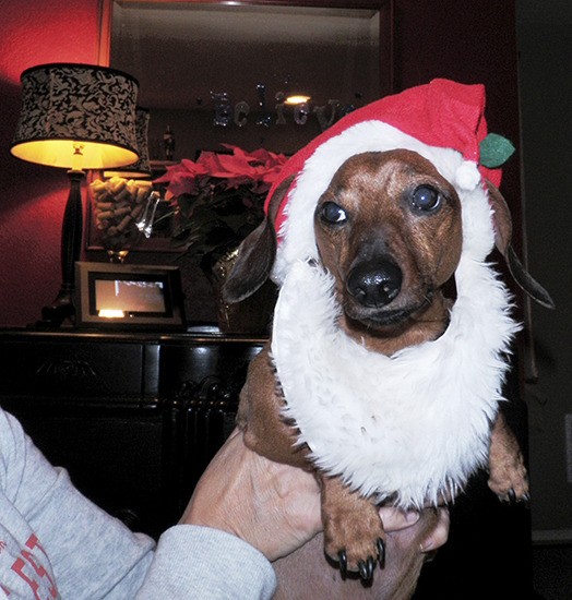 Cast your ballots for the best holiday pet photo!
