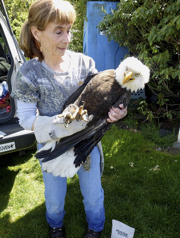 Jaye Moore from the Northwest Raptor and Wildlife Center with rescued Eagle.