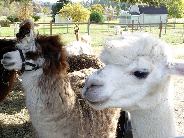 Zoe (in white) and Belle show the sheared and unsheared versions of an alpaca’s fleece.