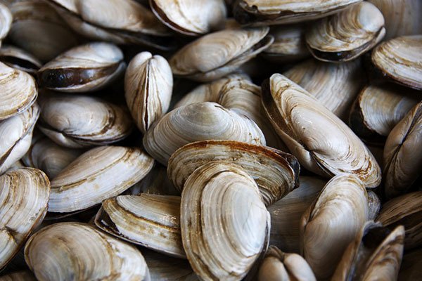 Shellfish beach closures updated