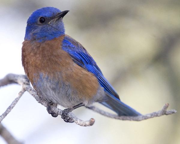 Olympic Peninsula Audubon Society members are studying the western bluebird.