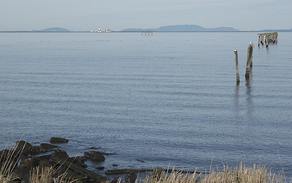 Once Taylor Shellfish Farms officials submit a formal permit application to the county for a 30-acre geoduck farm in Dungeness Bay the permitting process can take months to years