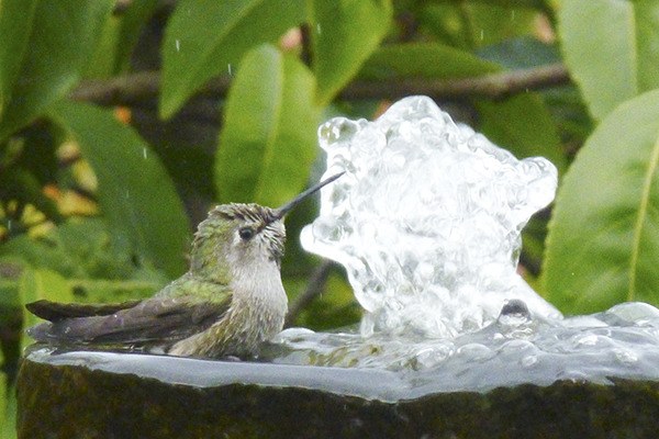 Contributor Pauline Geraci spotted this hummingbird grabbing a sip of water from a fountain in her front yard recently.