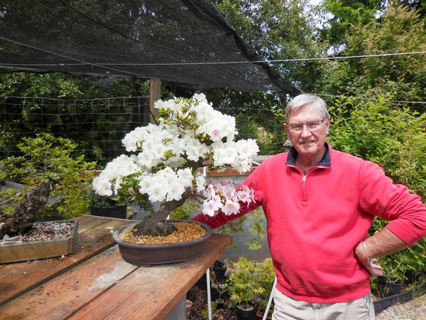 Ron Quigley of Sequim shows off an azalea set for this year’s Dungeness Bonsai Society spring exhibition