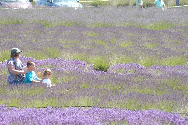 Good Morning America to feature Purple Haze Lavender Farm