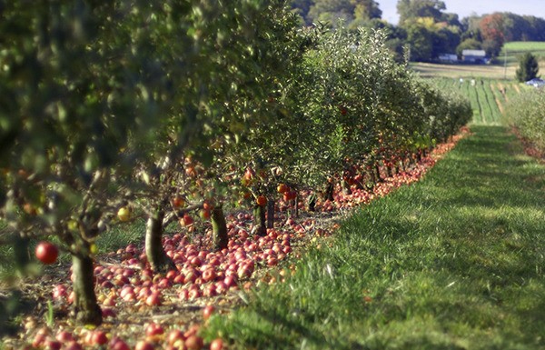 Get It Growing: Your own apple orchard!