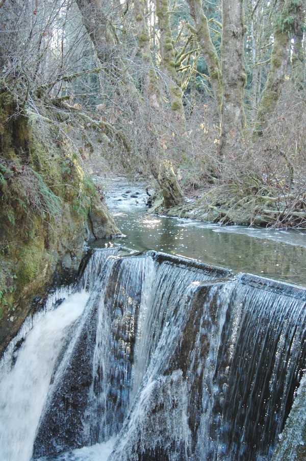 A dam across Canyon Creek