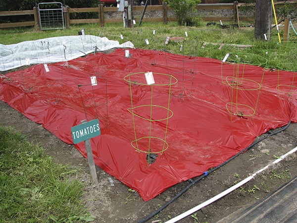 Plastic mulches can extend the growing season.
