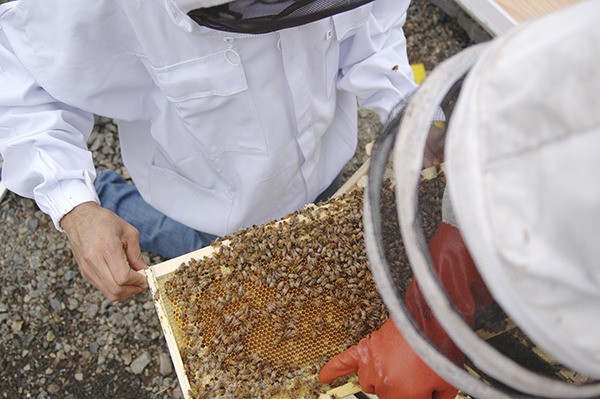 Beekeeper Tyrone Tidwell and his “bee mentor” and longtime member of the North Olympic Peninsula Beekeepers Association