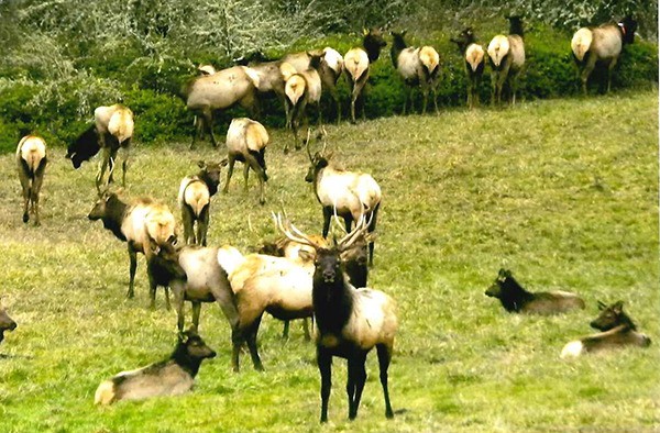 Sequim resident Dale Herd enjoyed a visit from local Roosevelt elk on Feb. 13