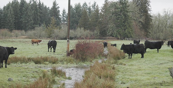 Sequim rancher Robert Reandeau is preparing to lose access to 120 acres off River Road he uses to winter cattle