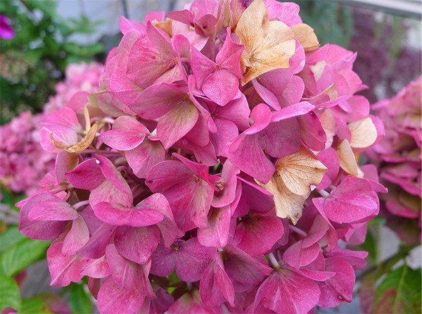 Hydrangea blooms on the waning stage as several of the blossoms already have turned brown. This flower is already too dry to cut and preserve.