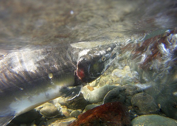 A scene from 'Return of the River'