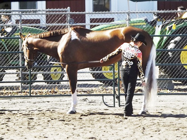 Sequim 4-H competitor Haylie Newton and her horse Drum’s Tall Timber get ready to show.