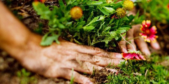 Get It Growing: Set your August gardening calendar