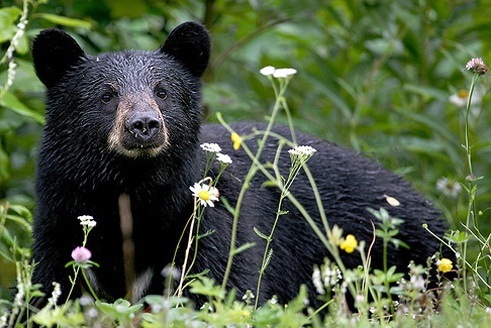 Park closes Enchanted Valley camping after reports of bear-human interactions