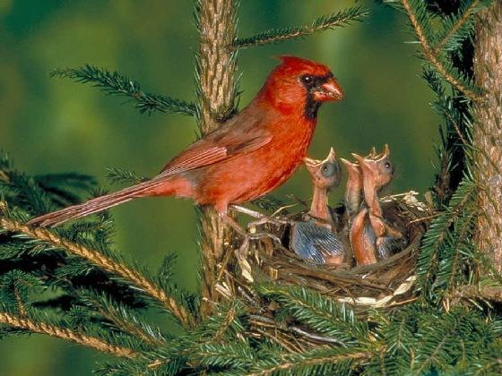 Learn about birds and their nests