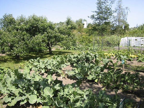 Adequate sunlight probably is the most critical factor in deciding where to locate your garden. Most vegetable plants require at least six hours of direct sun a day; shading as seen in this garden could diminish garden productivity.