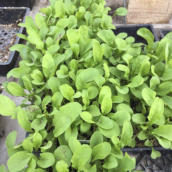 Although lettuce grows quickly when directly seeded into the garden