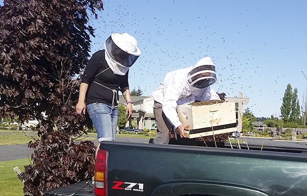 Cody and Whitney Bower of Sequim-based Farmlife retrieve a swarm of honey bees from a tree behind Olympic Medical Center’s Fifth Avenue campus on May 7.