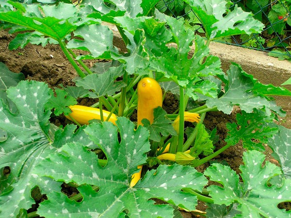 Allow plenty of growing space for summer squash which has large leaves and grows as a bush.