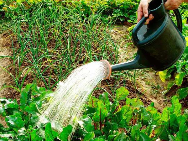 Master Gardeners encourage you to water early in the morning or late in the afternoon to minimize water loss caused by evaporation.
