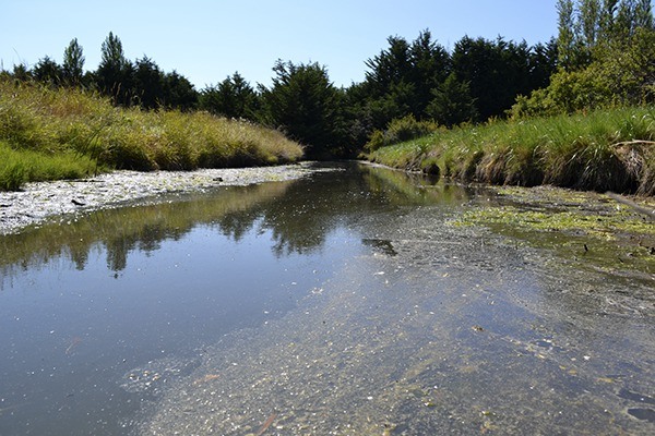 Health officials continue to investigate bodies of water in and around the Golden Sand Slough near 3 Crabs Road for possible pollutants so they can trace its source.