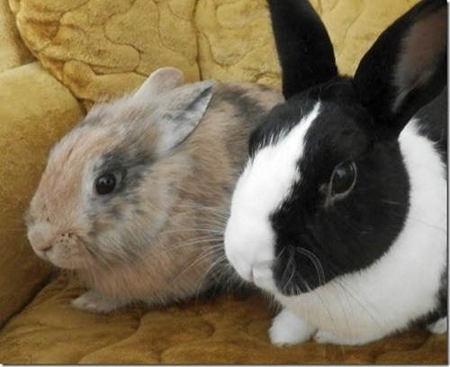 North Olympic Rabbit Rescue has directly helped rescue and/or rehabilitate 35 different animals ranging from rabbits