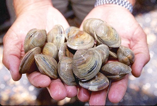 Beaches closed to shellfish harvesting