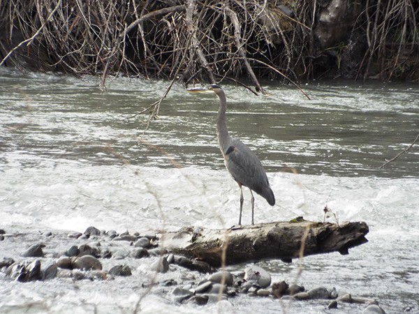 Contributor Richard Stapleton spotted this blue heron checking out the Dungeness River at the Railroad Bridge Park recently.
