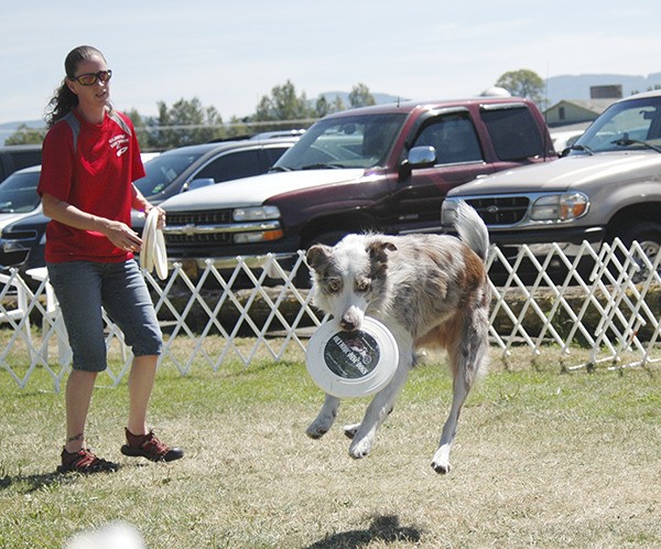 Dog trainer and owner of Olympic Disc Dogs Cassi Anderson demonstrated the talents of her high-flying frisbee-fetching dogs throughout the day at the 7th annual Sequim Dog Party and KSQM Pet Day.