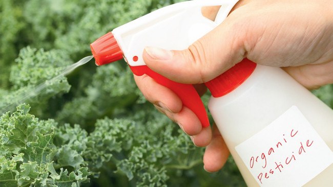Get It Growing: Organic pesticides - Are they safe to use?