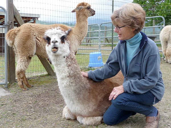 Happy Valley Alpaca Ranch co-owner Linda Gooch pets Rosie