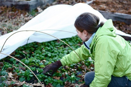 Master Gardeners provide gardening tips for November-February.