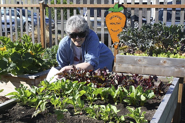 Master Gardener Muriel Nesbitt explains to ins and outs of growing lettuce year-round on Aug. 14.