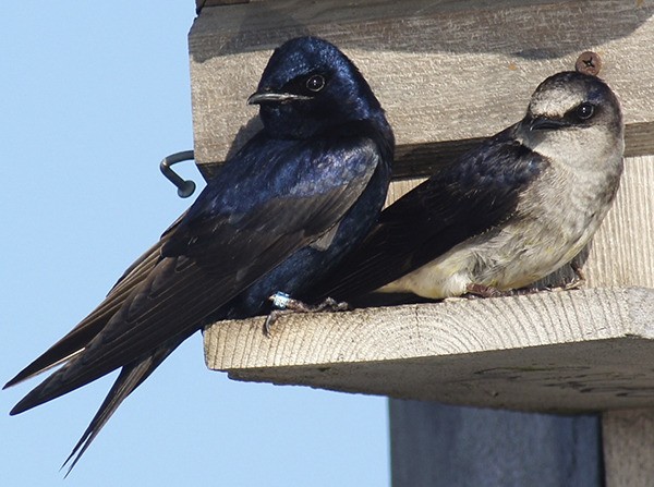 A mated pair of purple martins sit outside one of the 16 nest boxes Olympic Peninsula Audubon Society members have installed on the old piers left behind from the Dungeness Dock near 3 Crabs. Purple martins are the largest of the shallow species