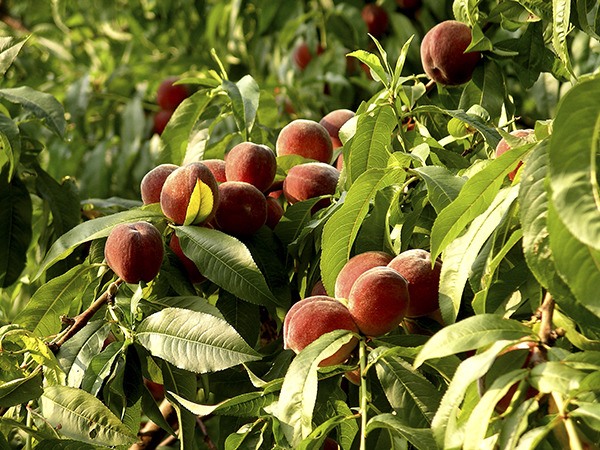 Get it Growing: Why do fruit trees fail to bear?