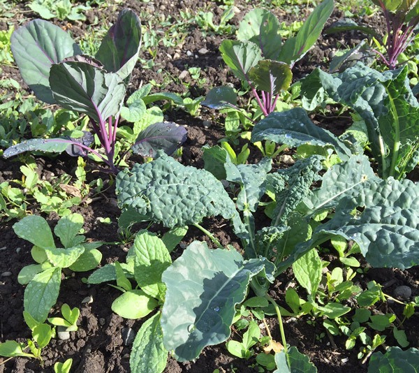 Weeds compete with desirable plants (such as the cabbage and kale starts shown in this photo) for water and nutrients. They also will shade your plants as they get bigger and be a source of diseases and pests.